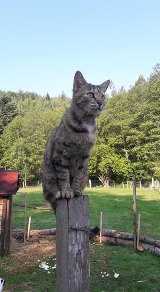 La Gambas Des Bois Saint-Quirin Exterior foto