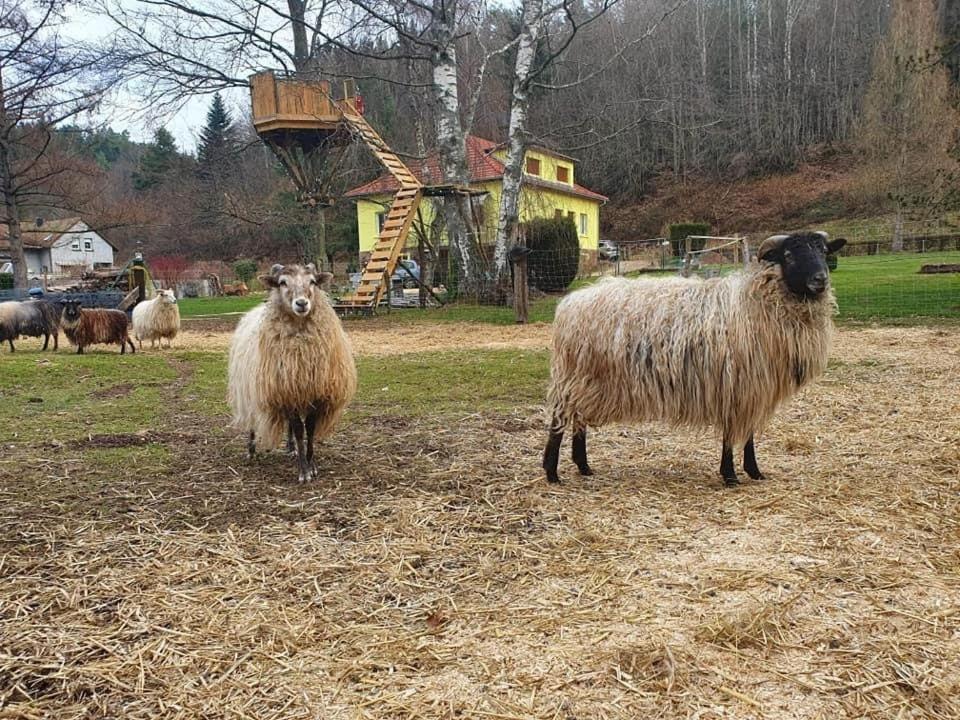 La Gambas Des Bois Saint-Quirin Exterior foto